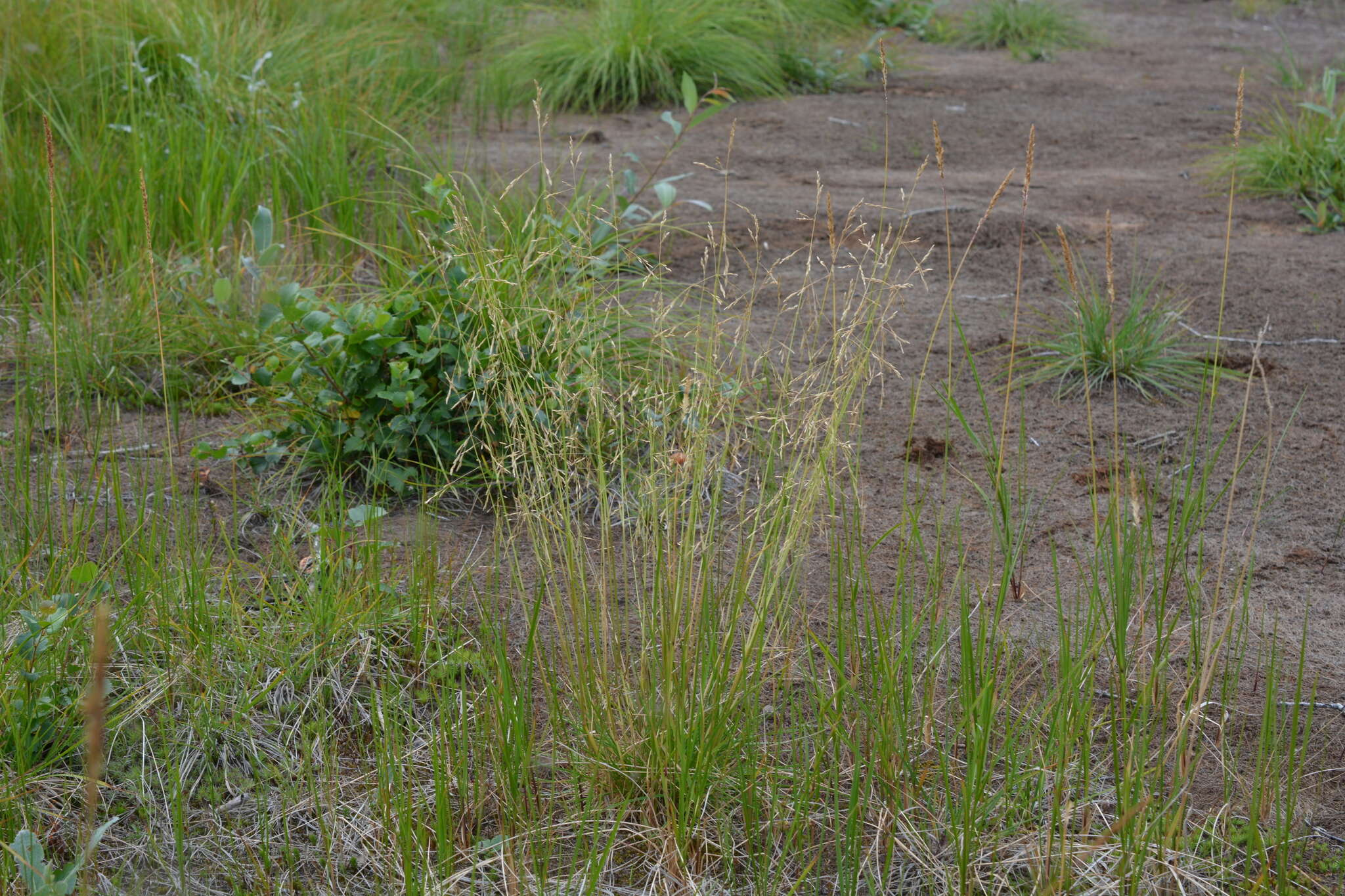 Image of Deschampsia cespitosa subsp. glauca (Hartm.) Tzvelev