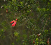 Imagem de Erica chloroloma Lindl.