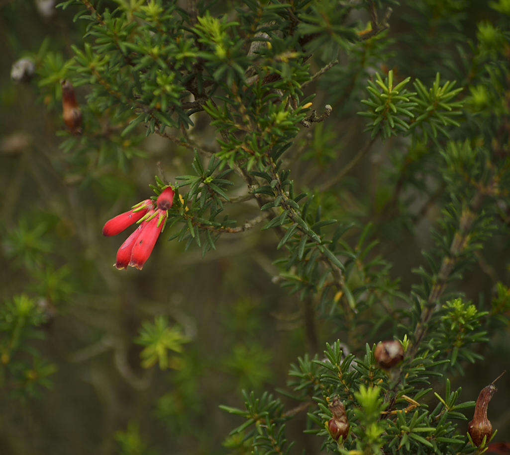 Imagem de Erica chloroloma Lindl.