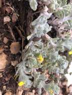 Image of Ajuga bombycina Boiss.