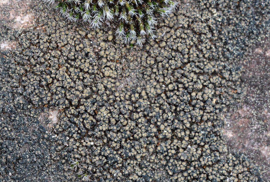 Image of peltula lichen