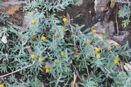 Image of rockloving erigeron