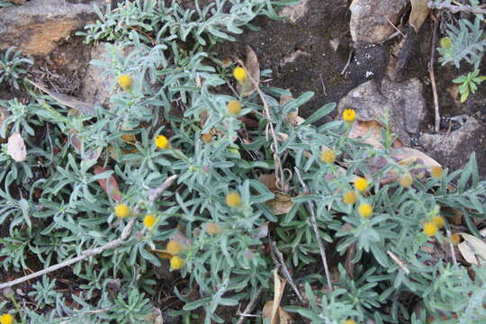 Erigeron petrophilus Greene resmi