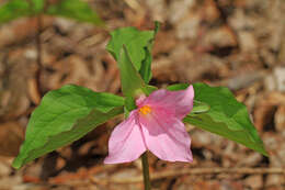 Image of White trillium