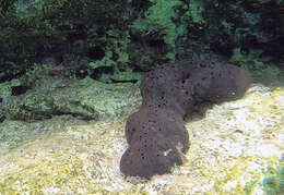 Image of black leather sponge