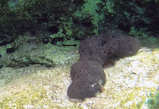 Image of black leather sponge