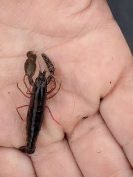 Image of Alpheus angulosus McClure 2002