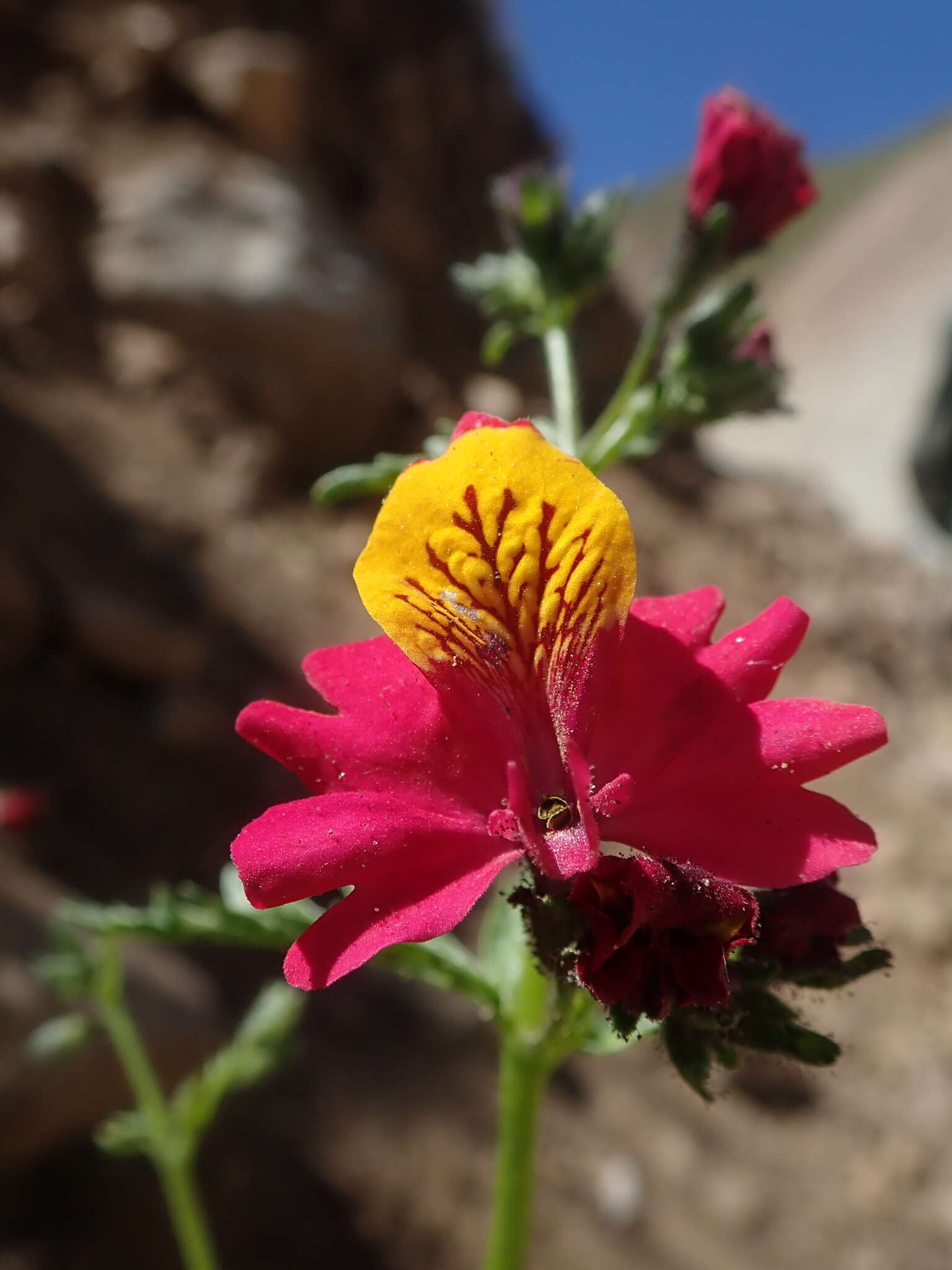 Imagem de Schizanthus grahamii Gill.