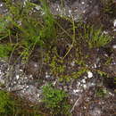 Image of Aspalathus batodes subsp. spinulifolia R. Dahlgren