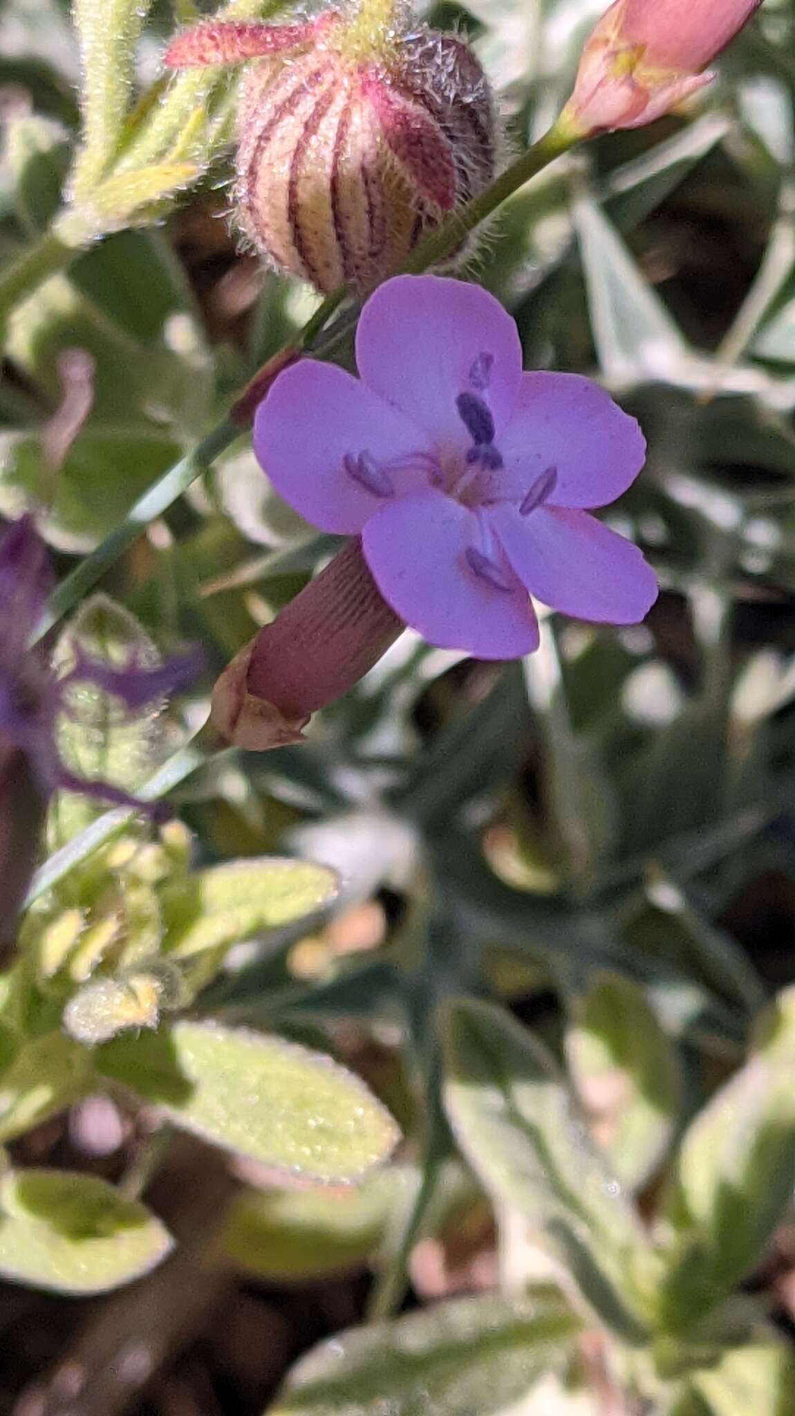 Слика од Dianthus pungens subsp. brachyanthus (Boiss.) Bernal, Fernández Casas, G. López, M. Laínz & Muñoz Garmendia