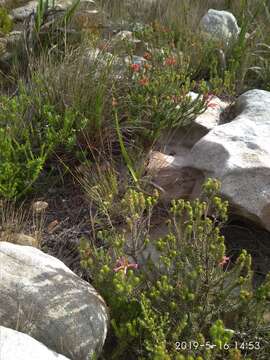 Image of Erica abietina subsp. diabolis E. G. H. Oliv. & I. M. Oliv.