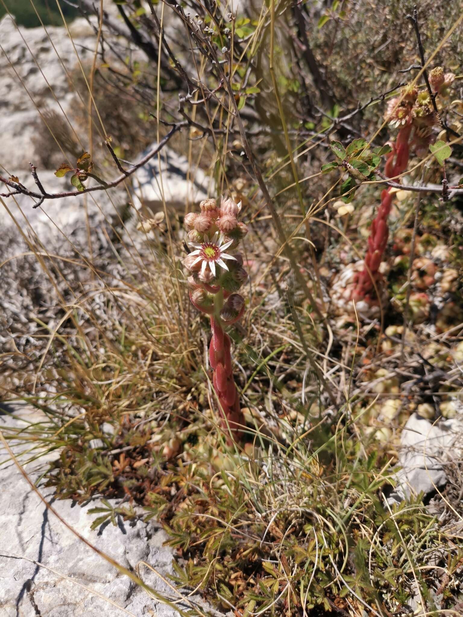 Image de Joubarbe du calcaire