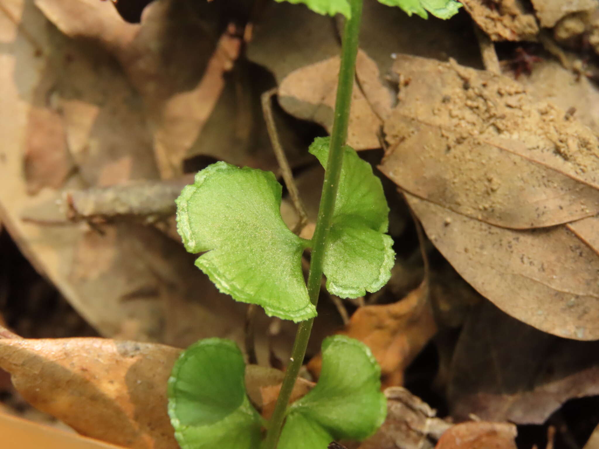 <i>Lindsaea <i>orbiculata</i></i> var. orbiculata的圖片