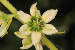 صورة Veratrum californicum Durand