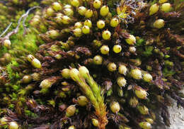 Image of orthotrichum moss