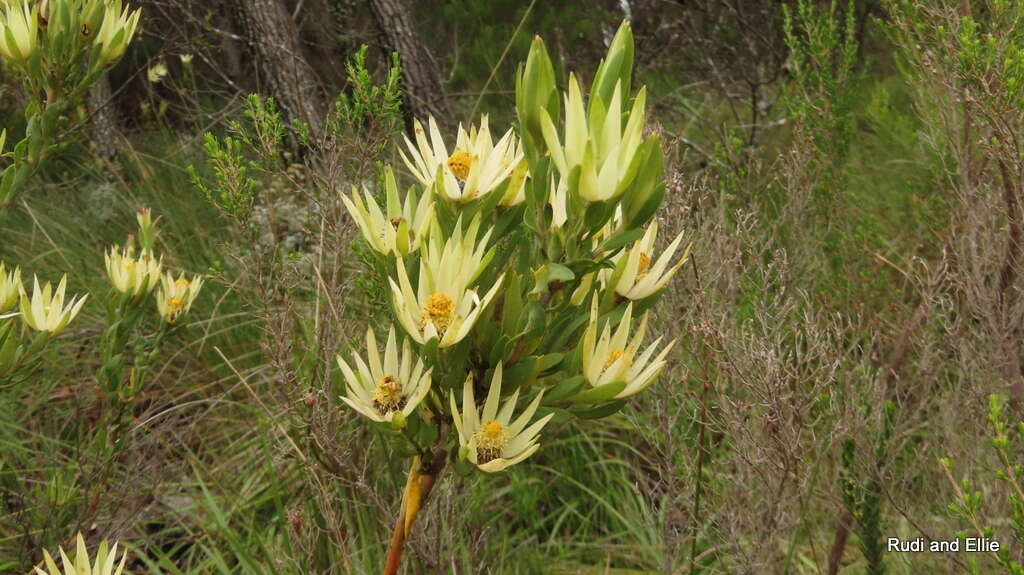 Sivun Leucadendron loeriense I. Williams kuva