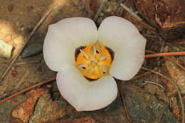 Calochortus leichtlinii Hook. fil. resmi