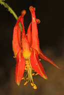 Image of western columbine