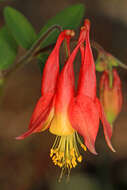 Image of red columbine