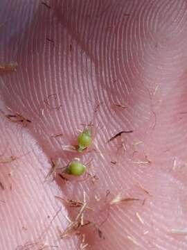 Image of Fragrant Beak Sedge