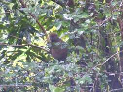 Image of Bamboo Lemur