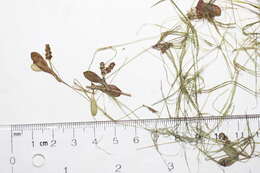 Image of Vasey's pondweed