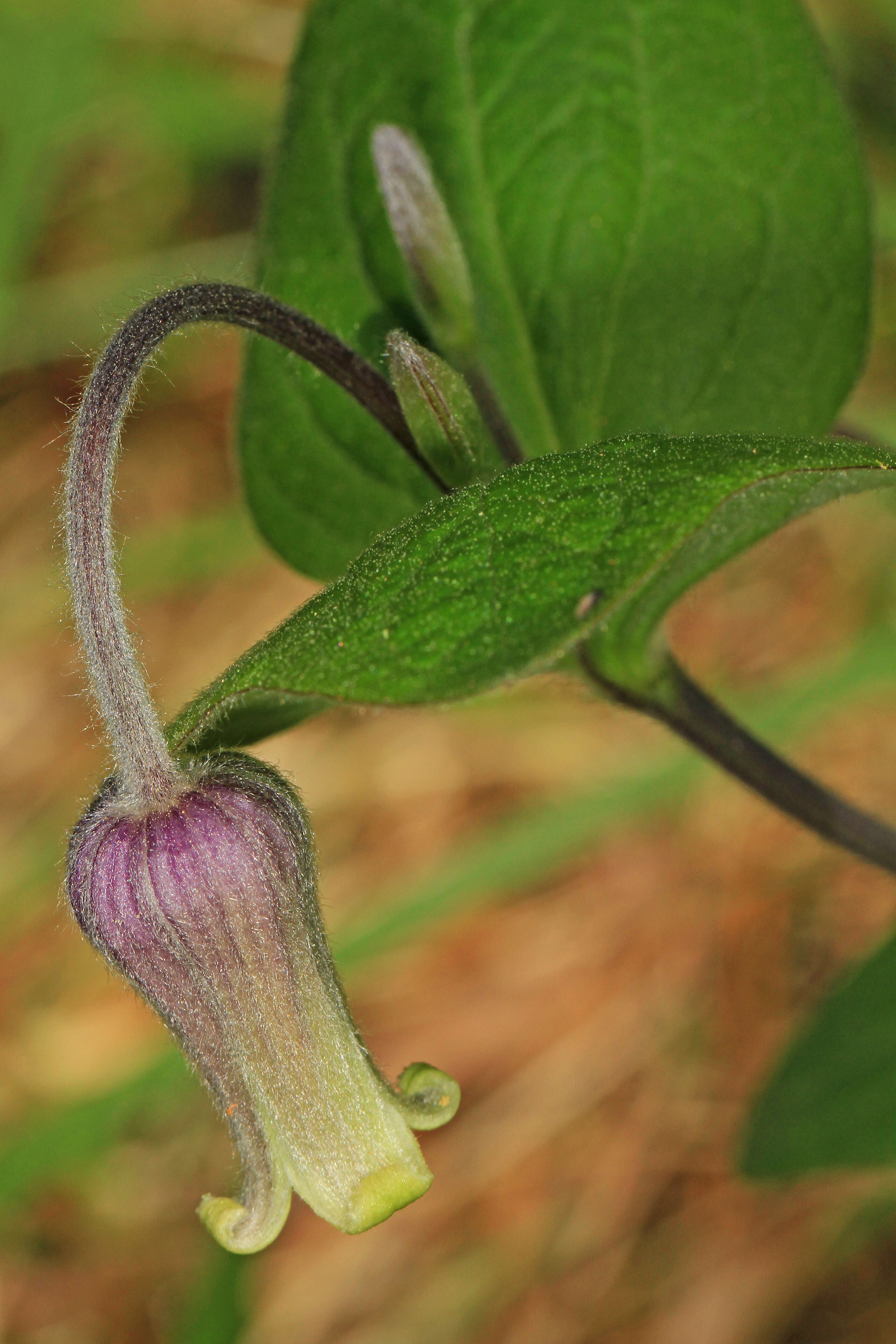 Plancia ëd Clematis ochroleuca