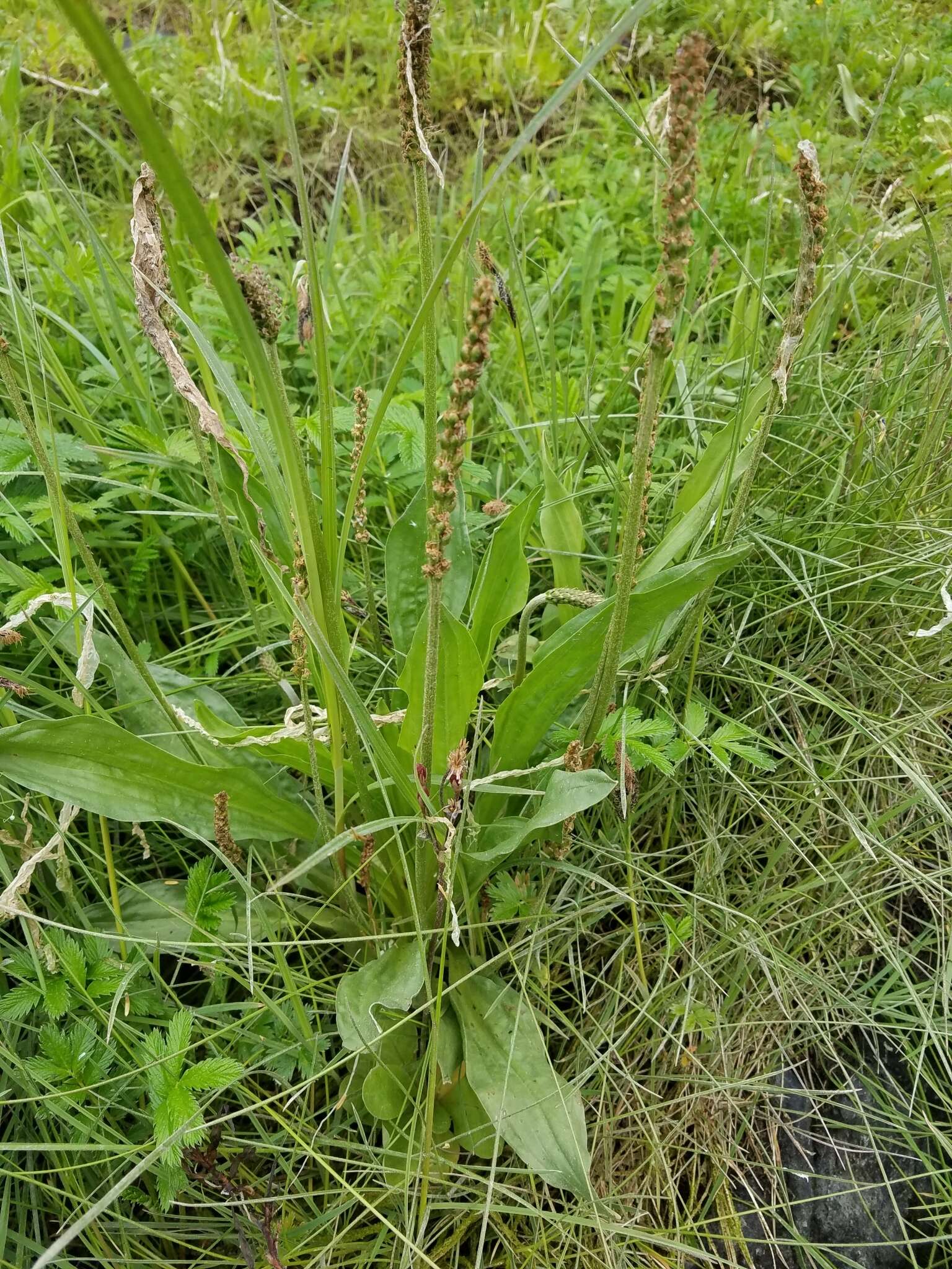 Plantago macrocarpa Cham. & Schltdl. resmi