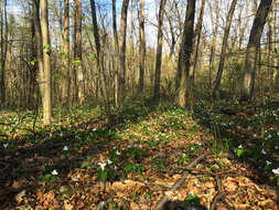 Image of White trillium