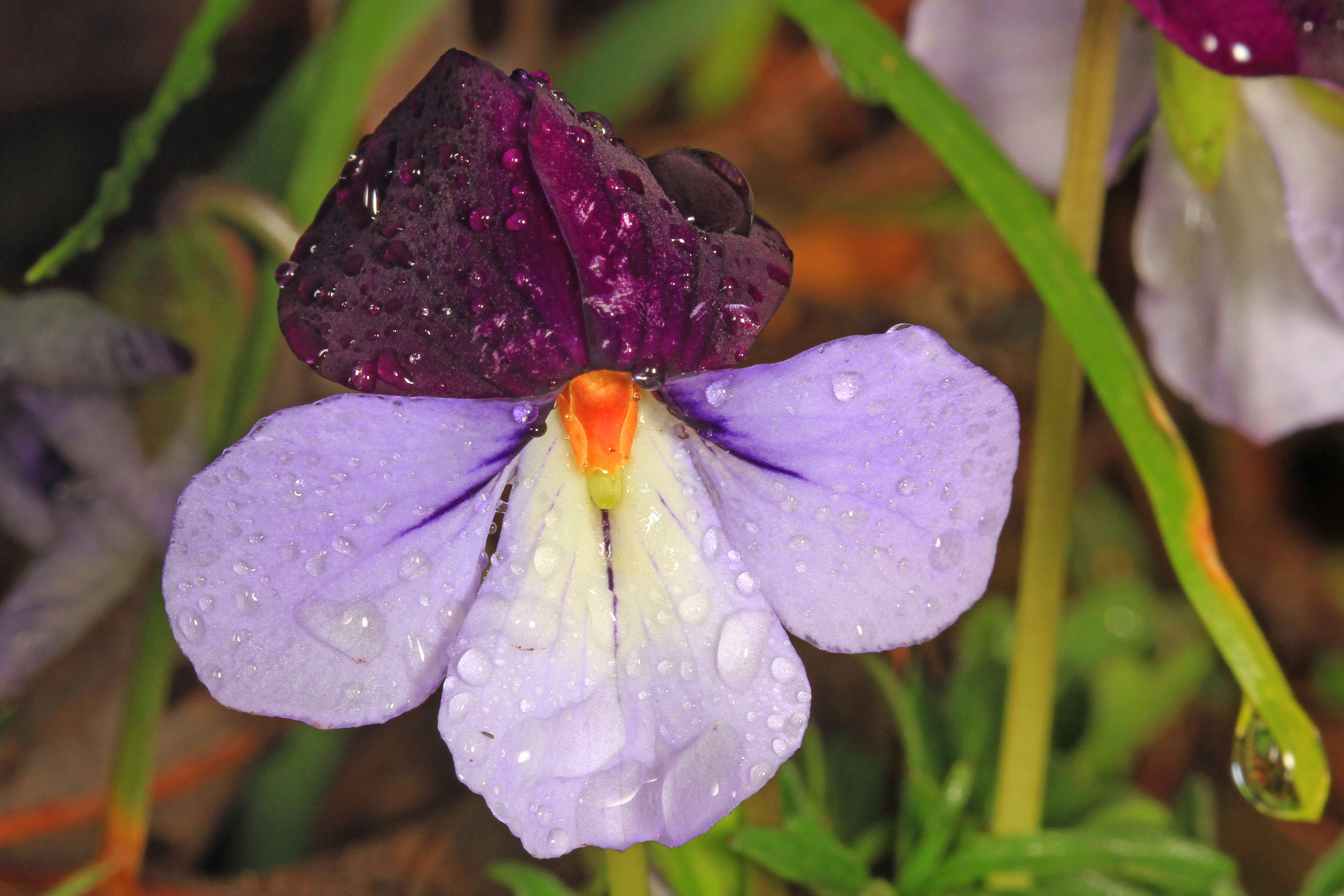 Image of birdfoot violet