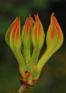 Image of flame azalea