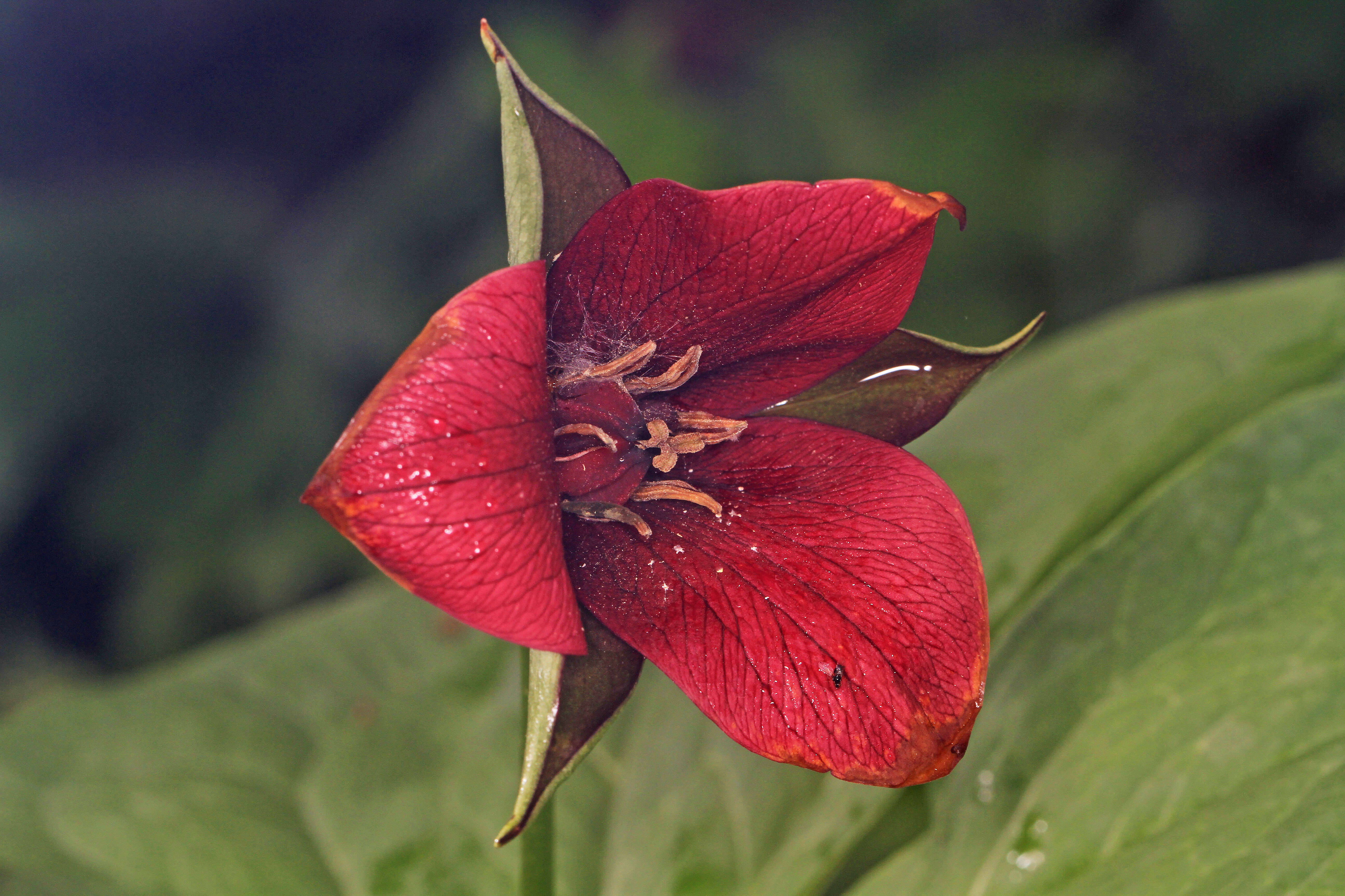 Imagem de Trillium sulcatum T. S. Patrick