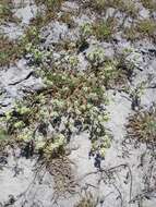 Image de Potentilla newberryi A. Gray