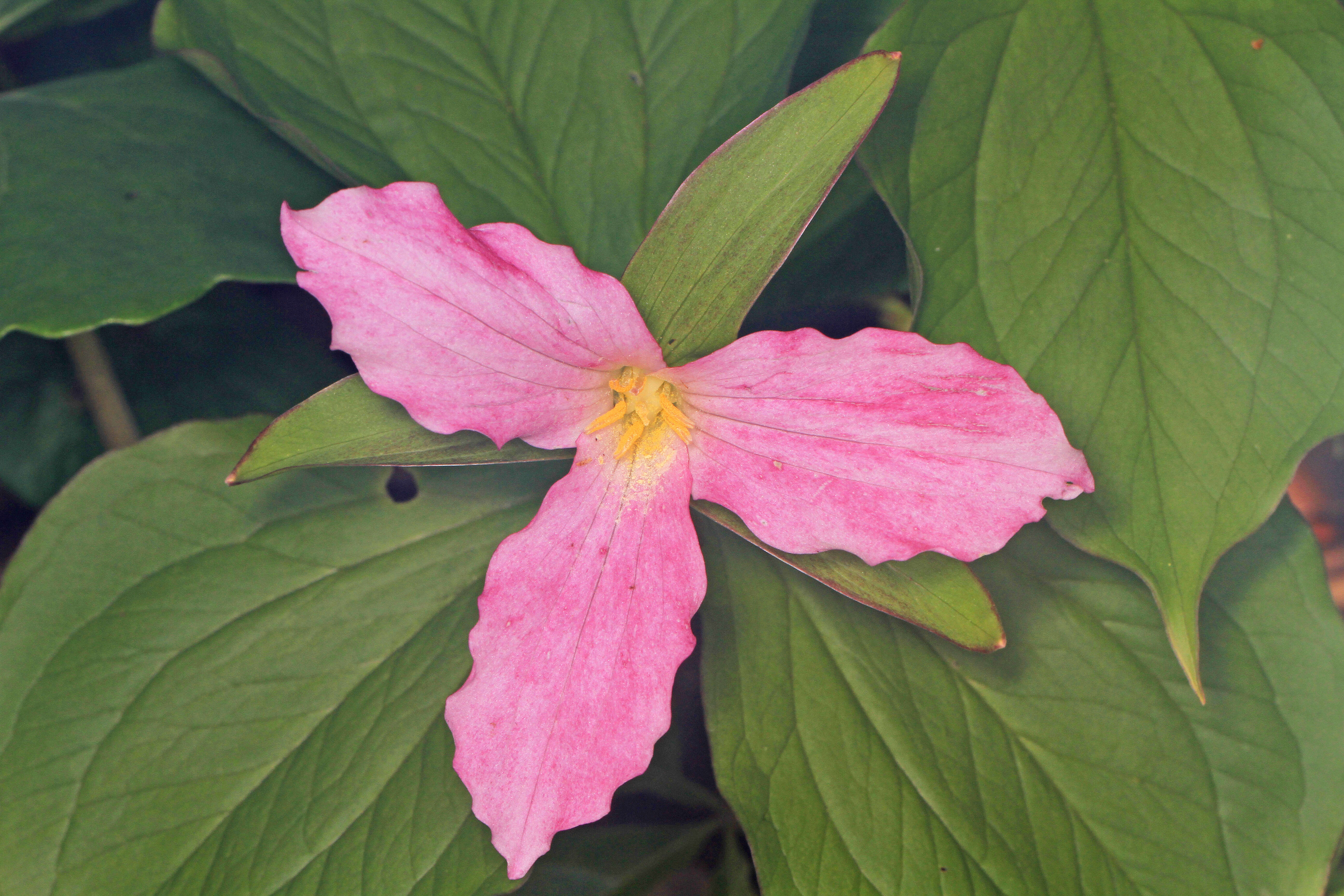 Imagem de Trillium grandiflorum (Michx.) Salisb.