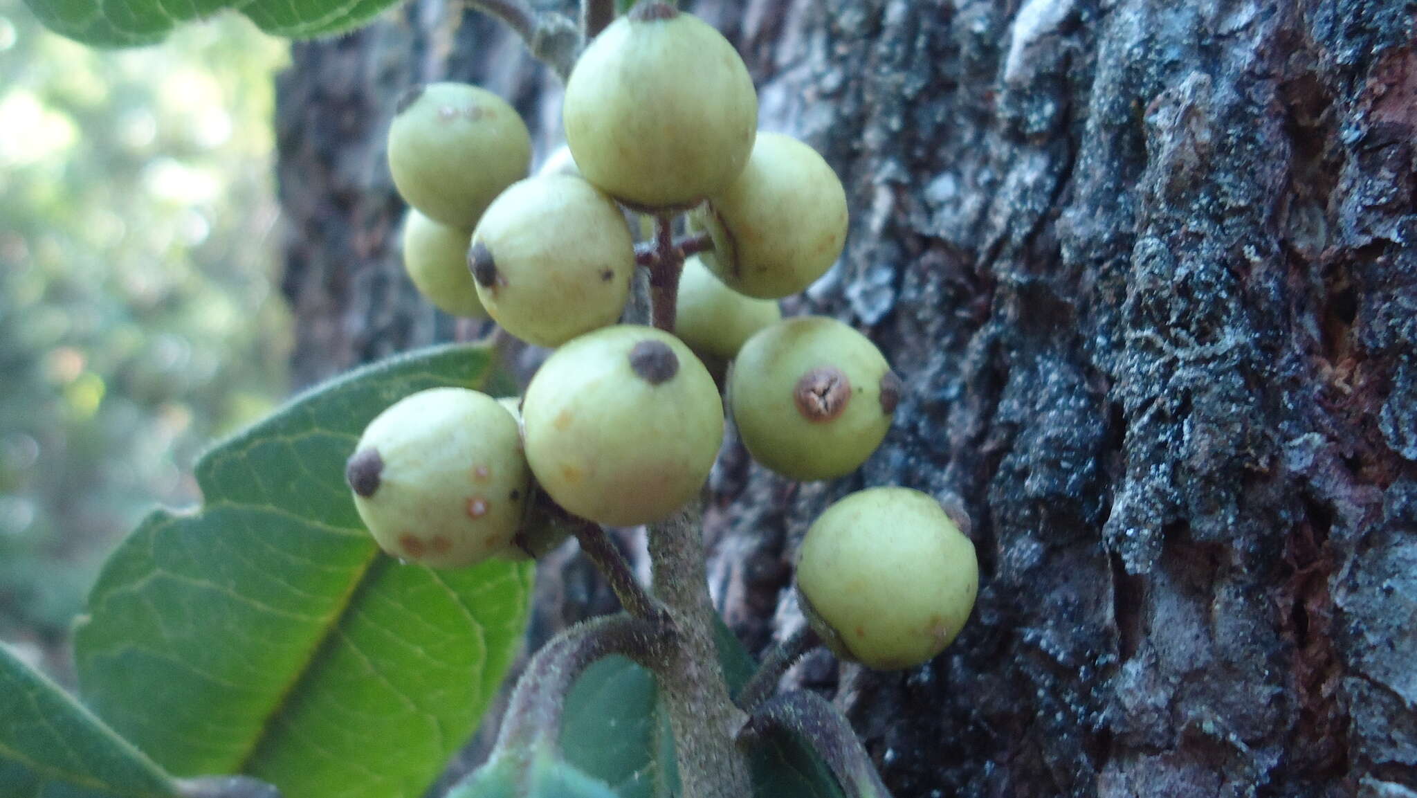 Image of Ilex brandegeeana Loes.