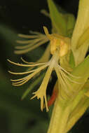 Platanthera lacera (Michx.) G. Don resmi