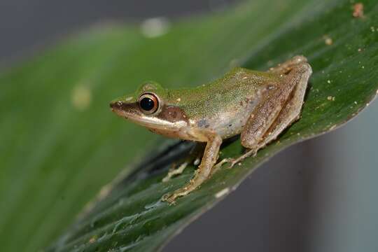 Sivun Chalcorana eschatia (Inger, Stuart & Iskandar 2009) kuva