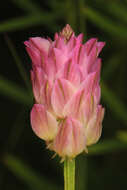 Image of blood milkwort