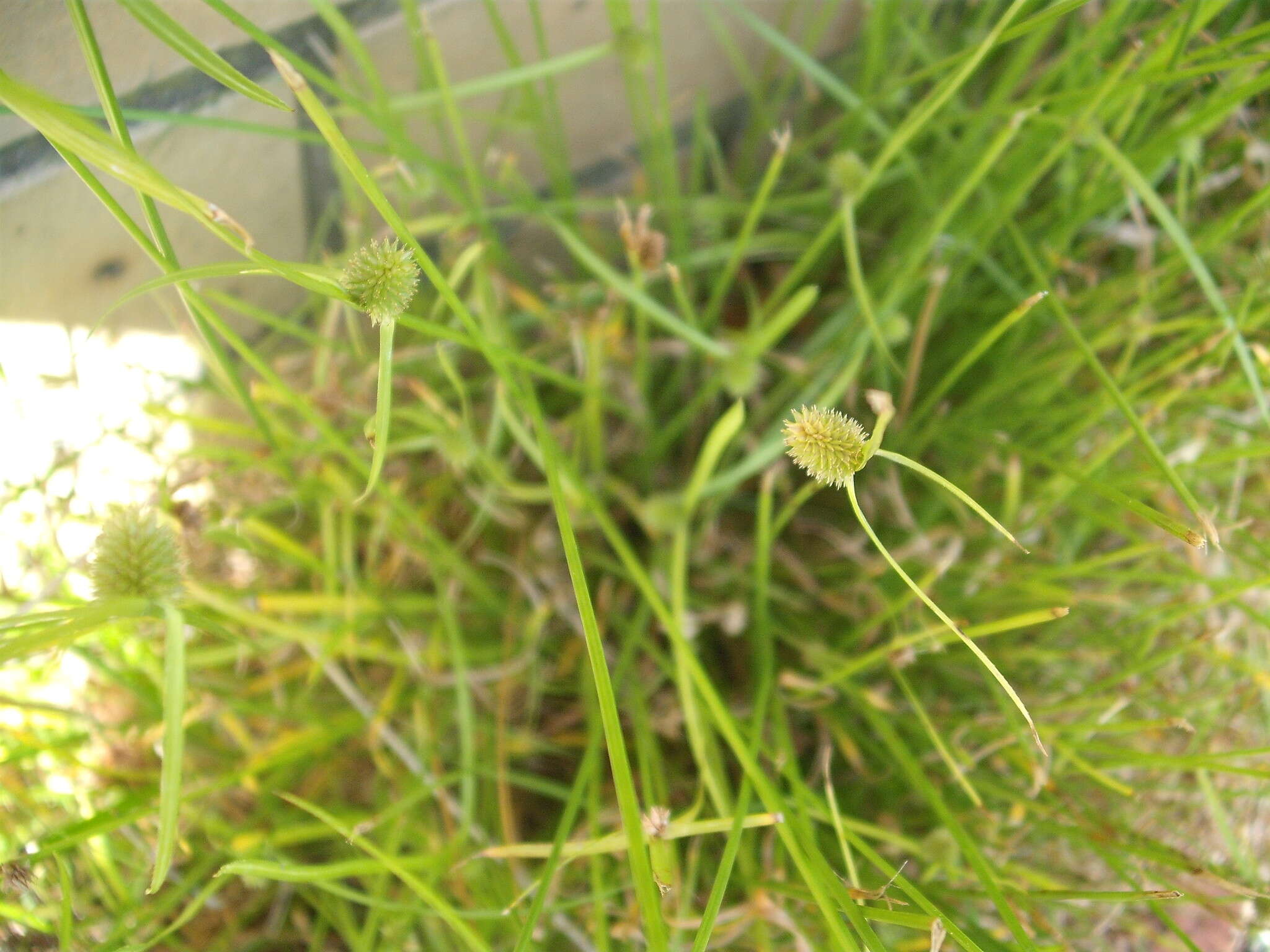 Слика од Cyperus brevifolius (Rottb.) Hassk.