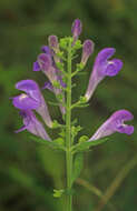 Image of helmet flower