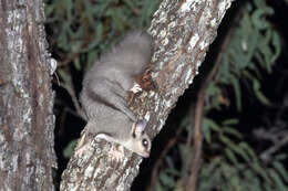 Image of Squirrel Glider