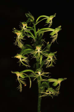 Platanthera lacera (Michx.) G. Don resmi