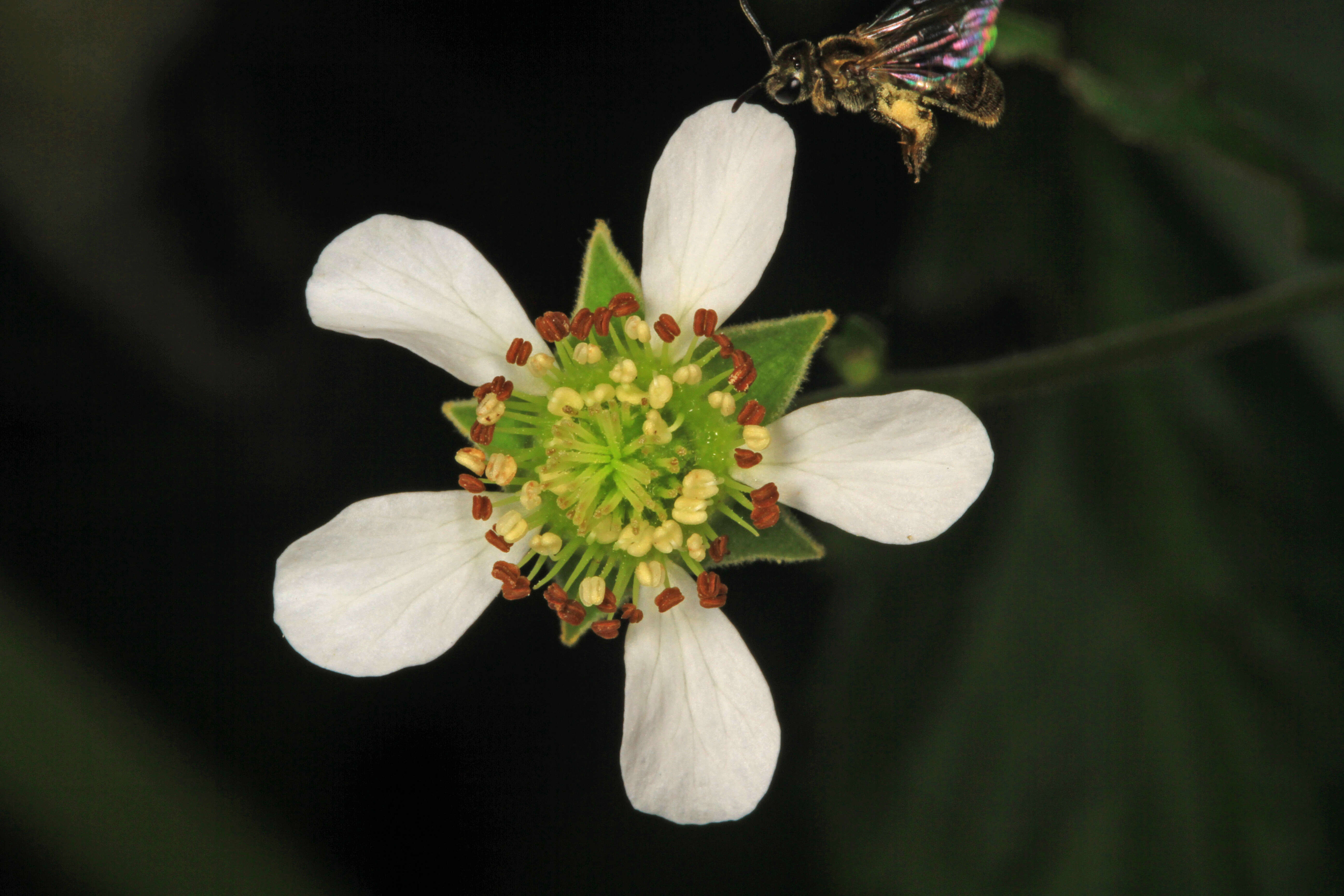 Image of white avens