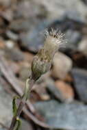 صورة Antennaria suffrutescens Greene