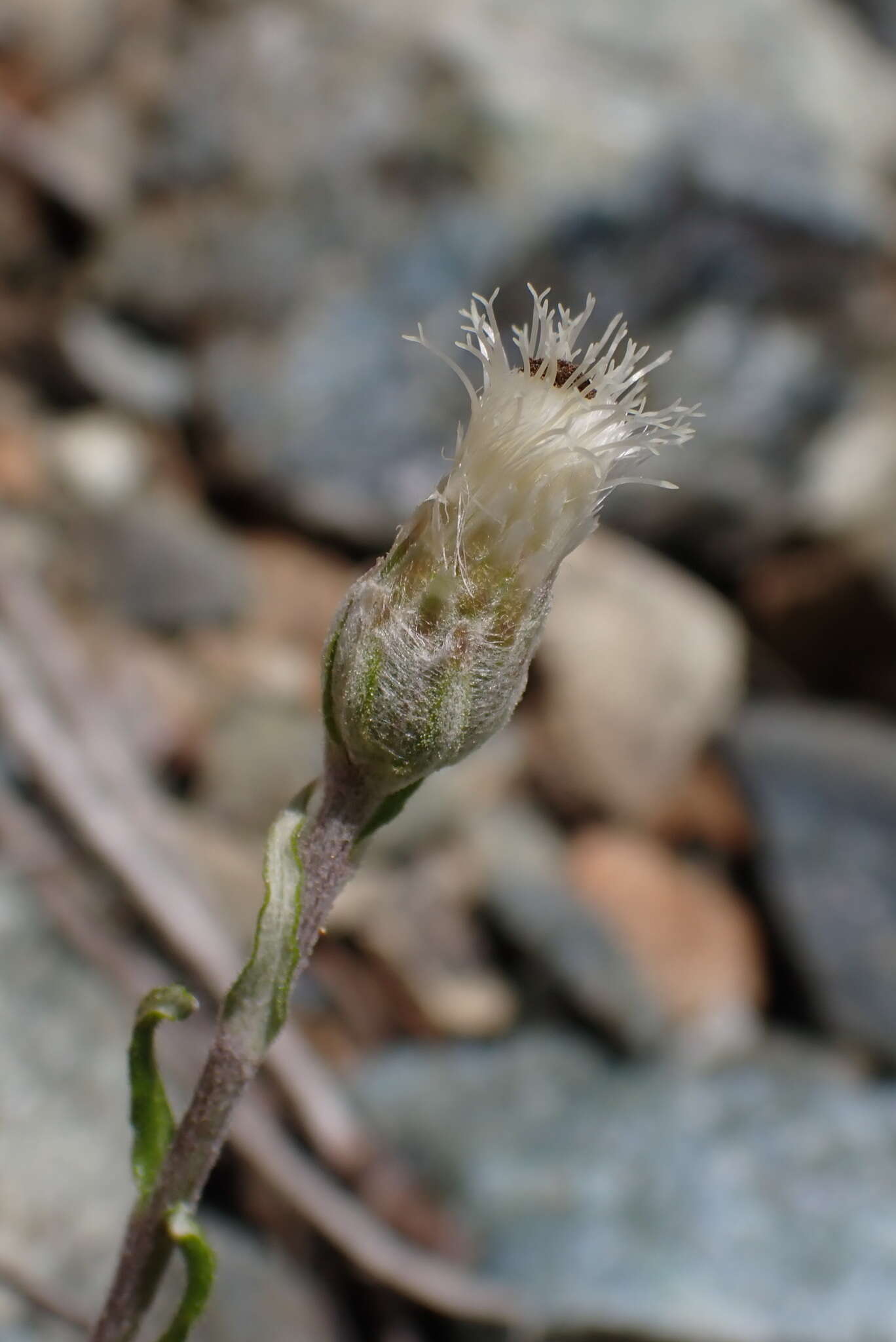 Imagem de Antennaria suffrutescens Greene