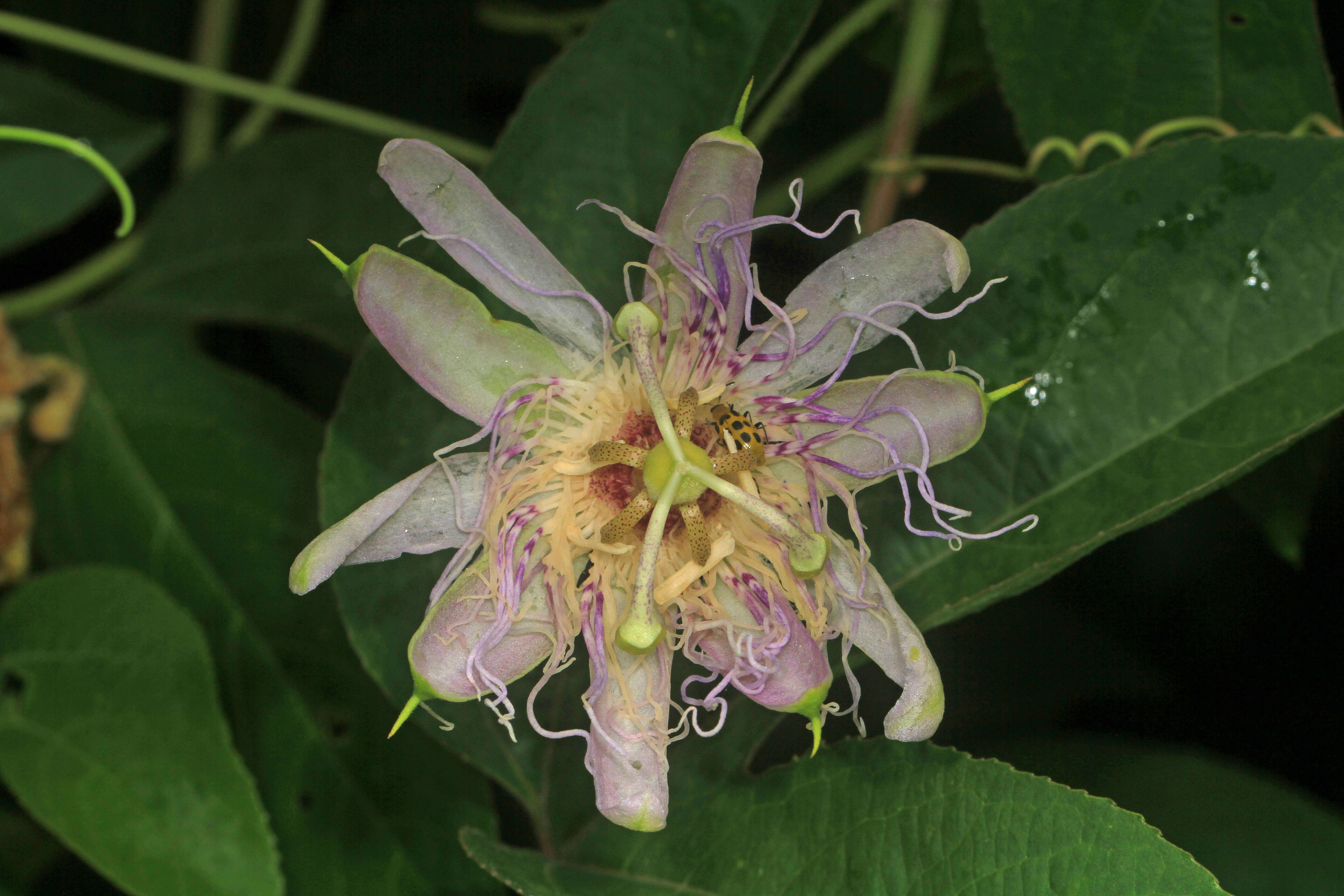 Image of Maypop