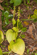 Image of Gennaria diphylla (Link) Parl.