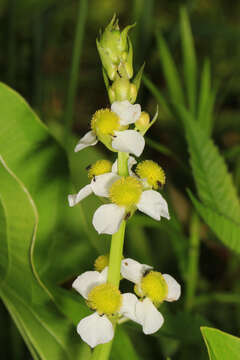 Imagem de Sagittaria australis (J. G. Sm.) Small