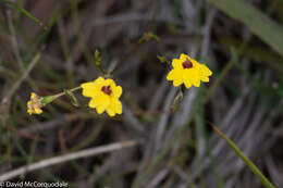 Image of Goodenia trinervis