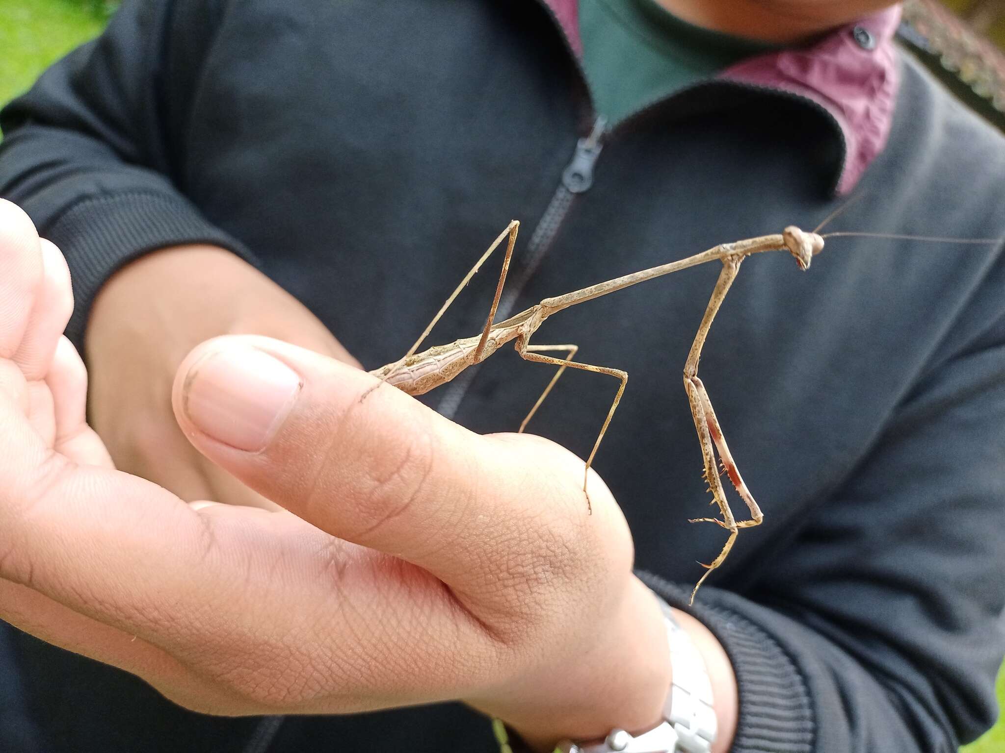 Image of Euchomenella heteroptera de Haan 1842